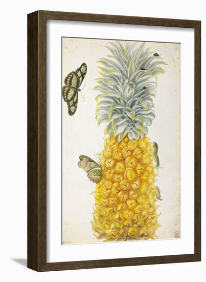 Pineapple-Maria Sibylla Merian-Framed Premium Giclee Print