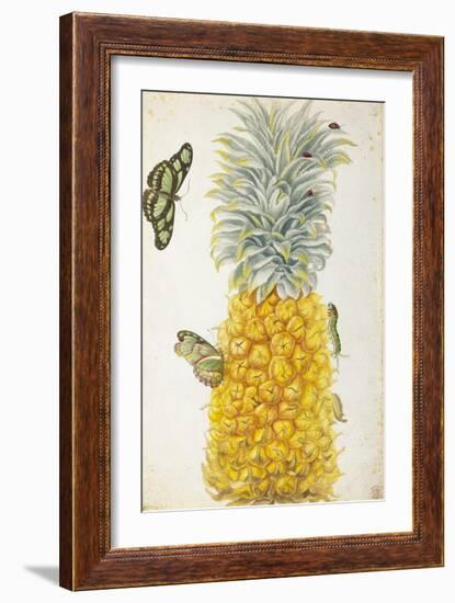 Pineapple-Maria Sibylla Merian-Framed Premium Giclee Print