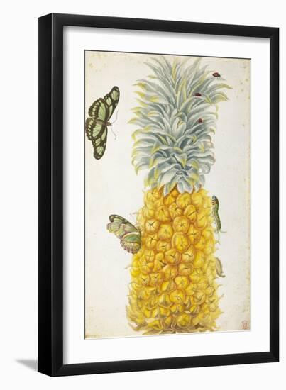 Pineapple-Maria Sibylla Merian-Framed Premium Giclee Print