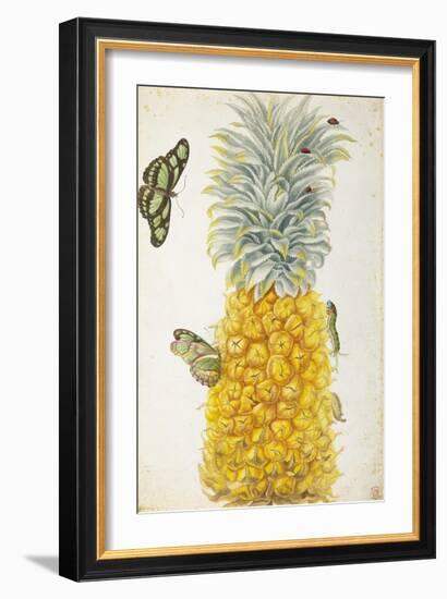 Pineapple-Maria Sibylla Merian-Framed Premium Giclee Print