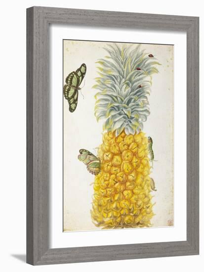 Pineapple-Maria Sibylla Merian-Framed Art Print