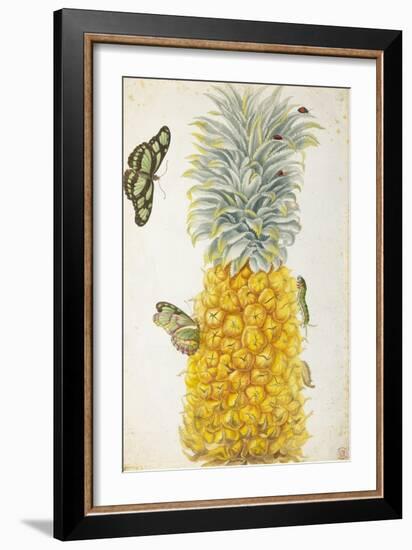 Pineapple-Maria Sibylla Merian-Framed Art Print