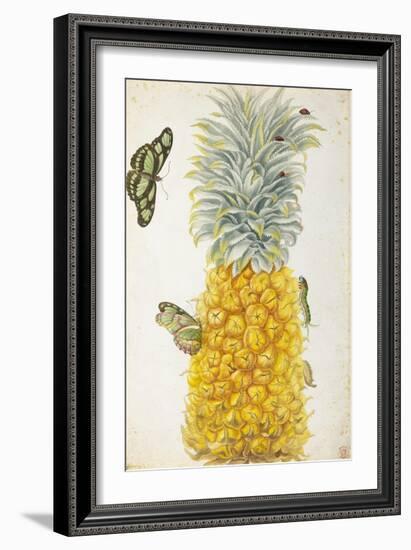 Pineapple-Maria Sibylla Merian-Framed Art Print