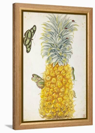 Pineapple-Maria Sibylla Merian-Framed Stretched Canvas