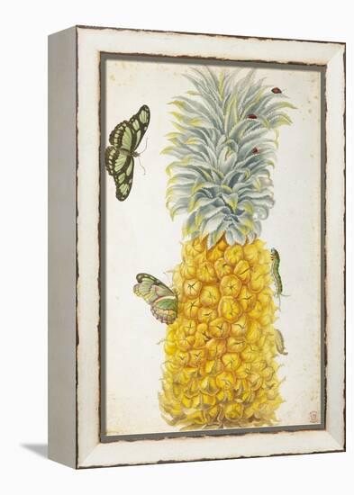 Pineapple-Maria Sibylla Merian-Framed Stretched Canvas