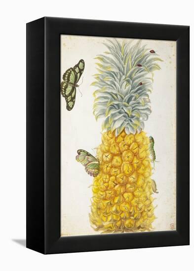 Pineapple-Maria Sibylla Merian-Framed Stretched Canvas