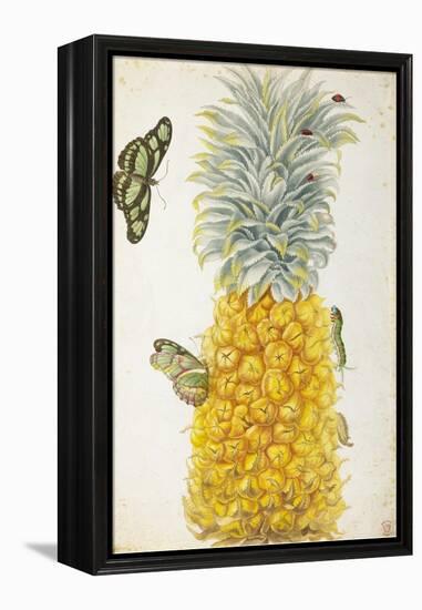 Pineapple-Maria Sibylla Merian-Framed Stretched Canvas