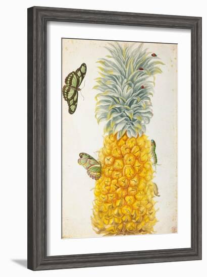 Pineapple-Maria Sibylla Merian-Framed Art Print