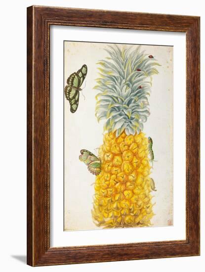 Pineapple-Maria Sibylla Merian-Framed Art Print