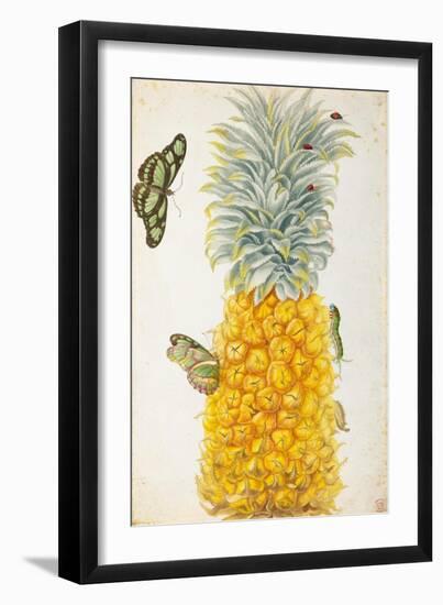 Pineapple-Maria Sibylla Merian-Framed Art Print