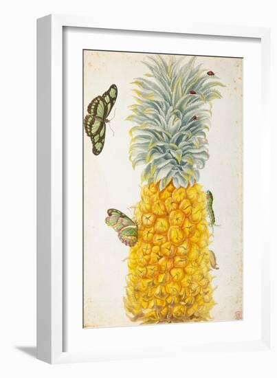 Pineapple-Maria Sibylla Merian-Framed Art Print