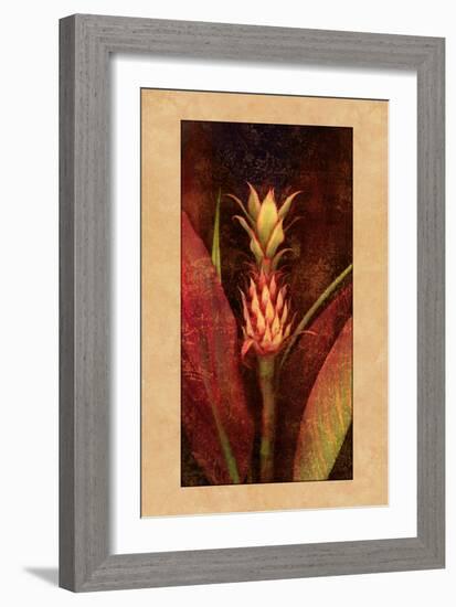 Pineapple-John Seba-Framed Art Print