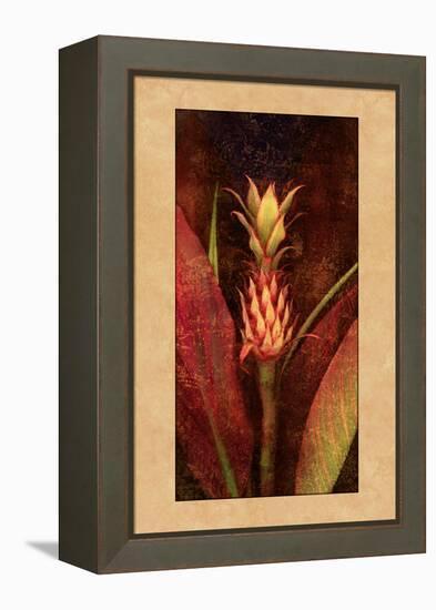 Pineapple-John Seba-Framed Stretched Canvas