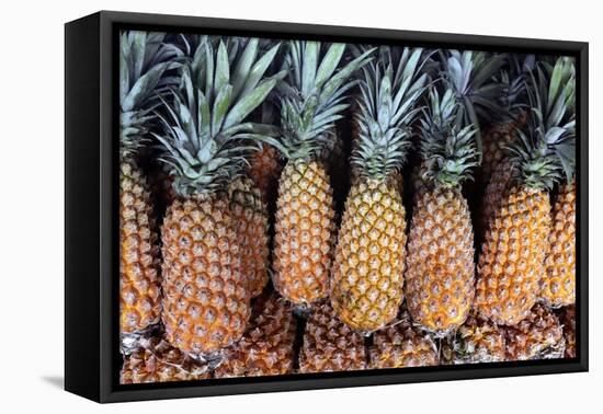 Pineapples Grown in the Amazon, Manaus, Brazil-Kymri Wilt-Framed Premier Image Canvas