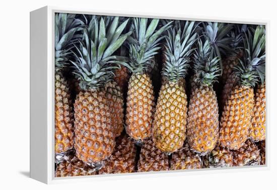 Pineapples Grown in the Amazon, Manaus, Brazil-Kymri Wilt-Framed Premier Image Canvas