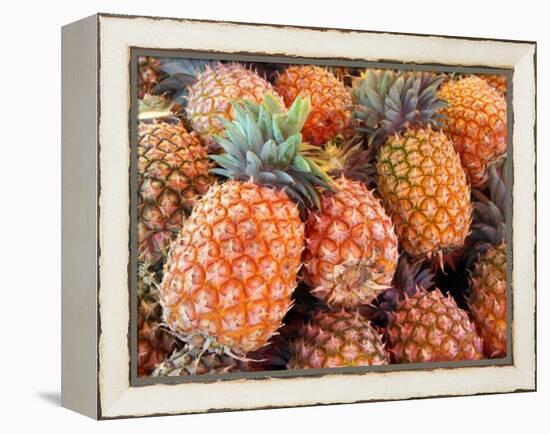 Pineapples, Sunshine Coast, Queensland, Australia-David Wall-Framed Premier Image Canvas