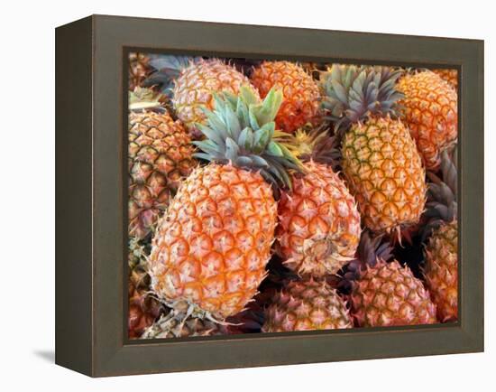 Pineapples, Sunshine Coast, Queensland, Australia-David Wall-Framed Premier Image Canvas