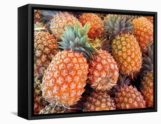 Pineapples, Sunshine Coast, Queensland, Australia-David Wall-Framed Premier Image Canvas