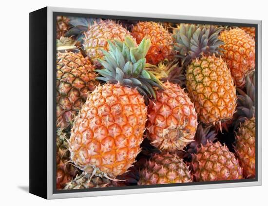 Pineapples, Sunshine Coast, Queensland, Australia-David Wall-Framed Premier Image Canvas