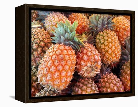 Pineapples, Sunshine Coast, Queensland, Australia-David Wall-Framed Premier Image Canvas