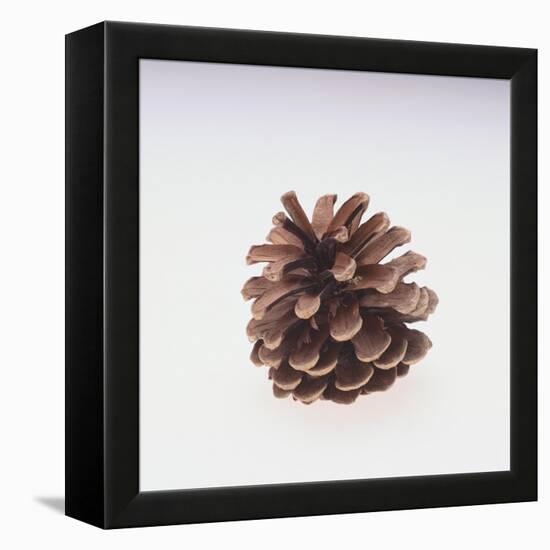 Pinecone-DLILLC-Framed Premier Image Canvas