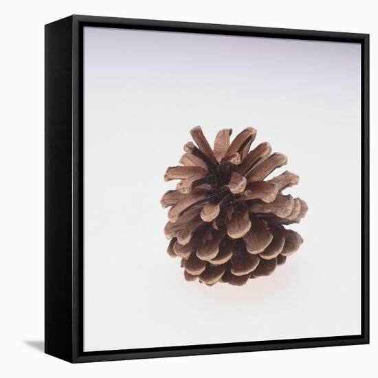 Pinecone-DLILLC-Framed Premier Image Canvas