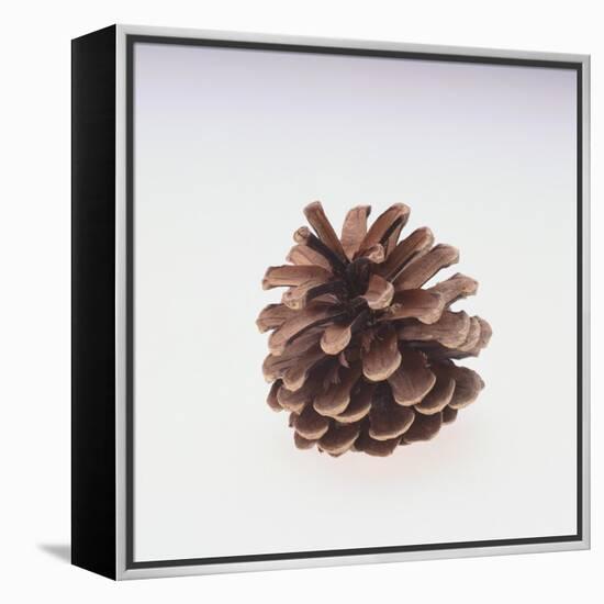 Pinecone-DLILLC-Framed Premier Image Canvas