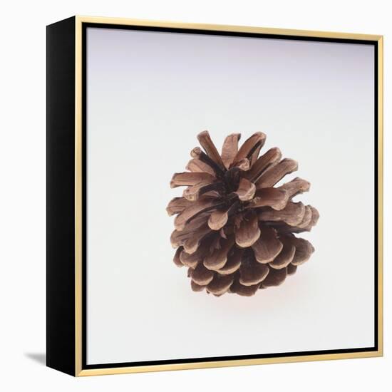 Pinecone-DLILLC-Framed Premier Image Canvas