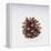 Pinecone-DLILLC-Framed Premier Image Canvas