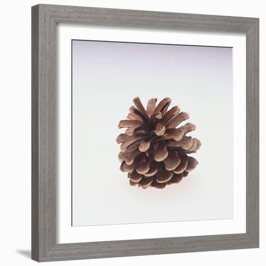 Pinecone-DLILLC-Framed Giclee Print