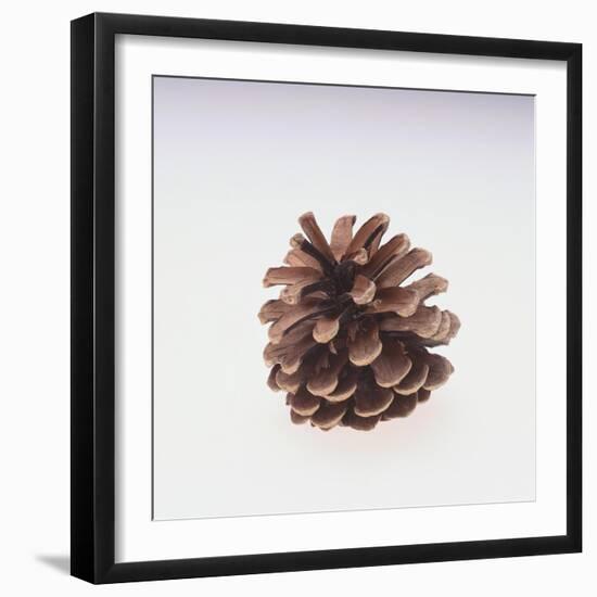 Pinecone-DLILLC-Framed Giclee Print