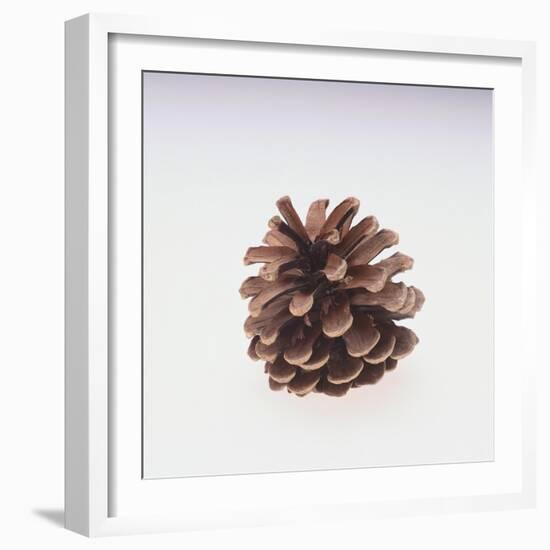 Pinecone-DLILLC-Framed Giclee Print