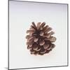 Pinecone-DLILLC-Mounted Giclee Print