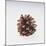 Pinecone-DLILLC-Mounted Giclee Print