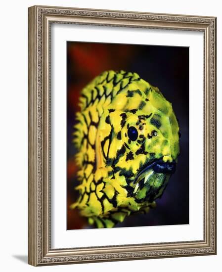 Pineconefish-Barathieu Gabriel-Framed Giclee Print