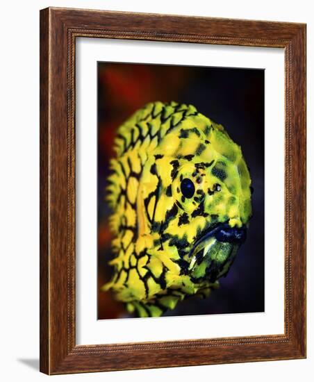 Pineconefish-Barathieu Gabriel-Framed Giclee Print