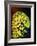 Pineconefish-Barathieu Gabriel-Framed Giclee Print