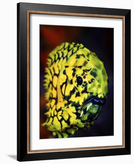 Pineconefish-Barathieu Gabriel-Framed Giclee Print