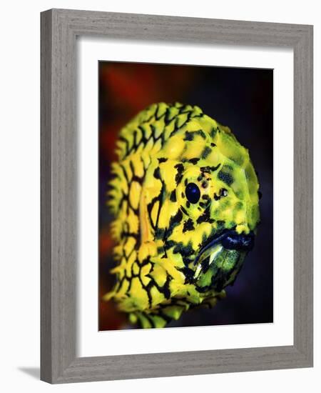 Pineconefish-Barathieu Gabriel-Framed Giclee Print