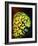 Pineconefish-Barathieu Gabriel-Framed Giclee Print