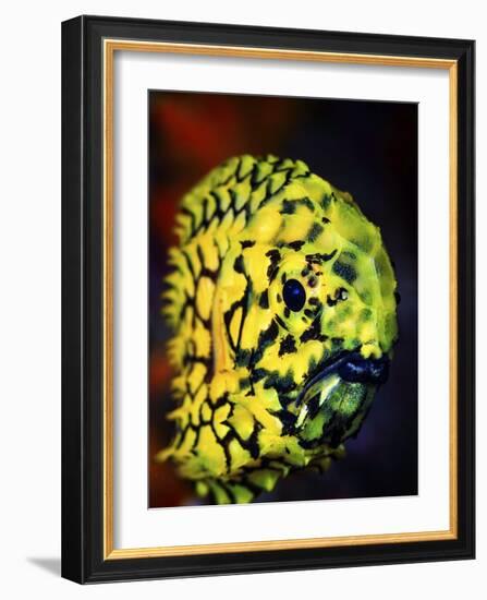 Pineconefish-Barathieu Gabriel-Framed Giclee Print