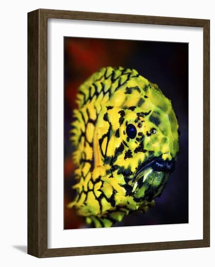 Pineconefish-Barathieu Gabriel-Framed Giclee Print