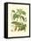 Pinecones & Foliage I-null-Framed Stretched Canvas