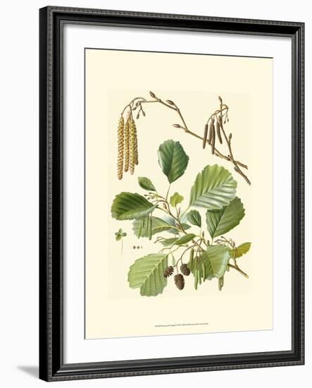 Pinecones & Foliage II-null-Framed Art Print