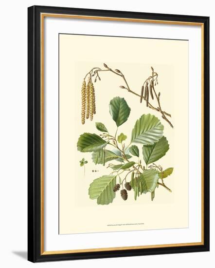 Pinecones & Foliage II-null-Framed Art Print