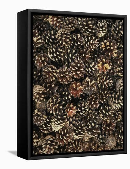 Pinecones-Thonig-Framed Premier Image Canvas