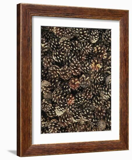 Pinecones-Thonig-Framed Photographic Print