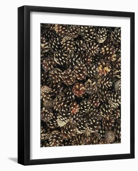 Pinecones-Thonig-Framed Photographic Print