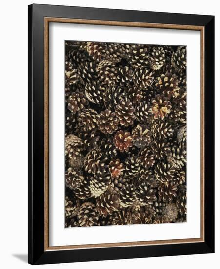 Pinecones-Thonig-Framed Photographic Print