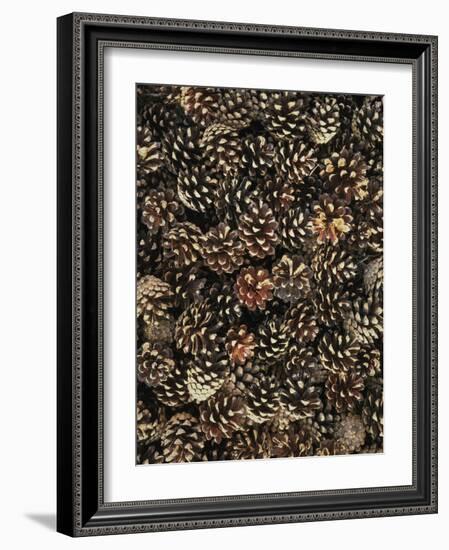 Pinecones-Thonig-Framed Photographic Print